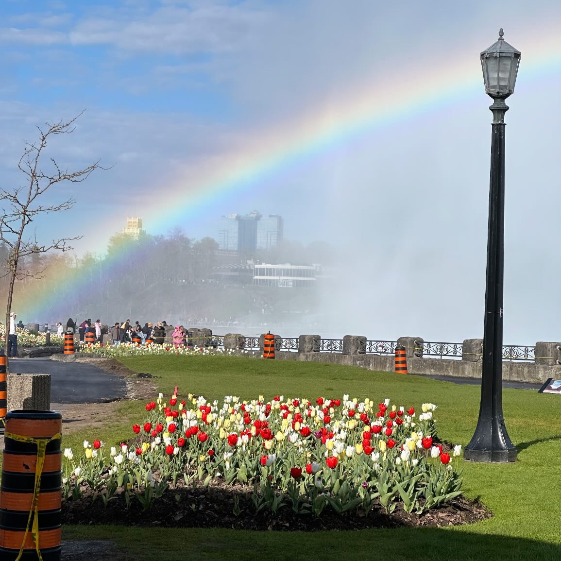 01 rainbow tulips