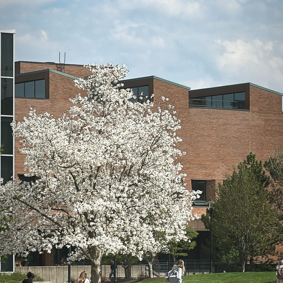 03 flowering tree