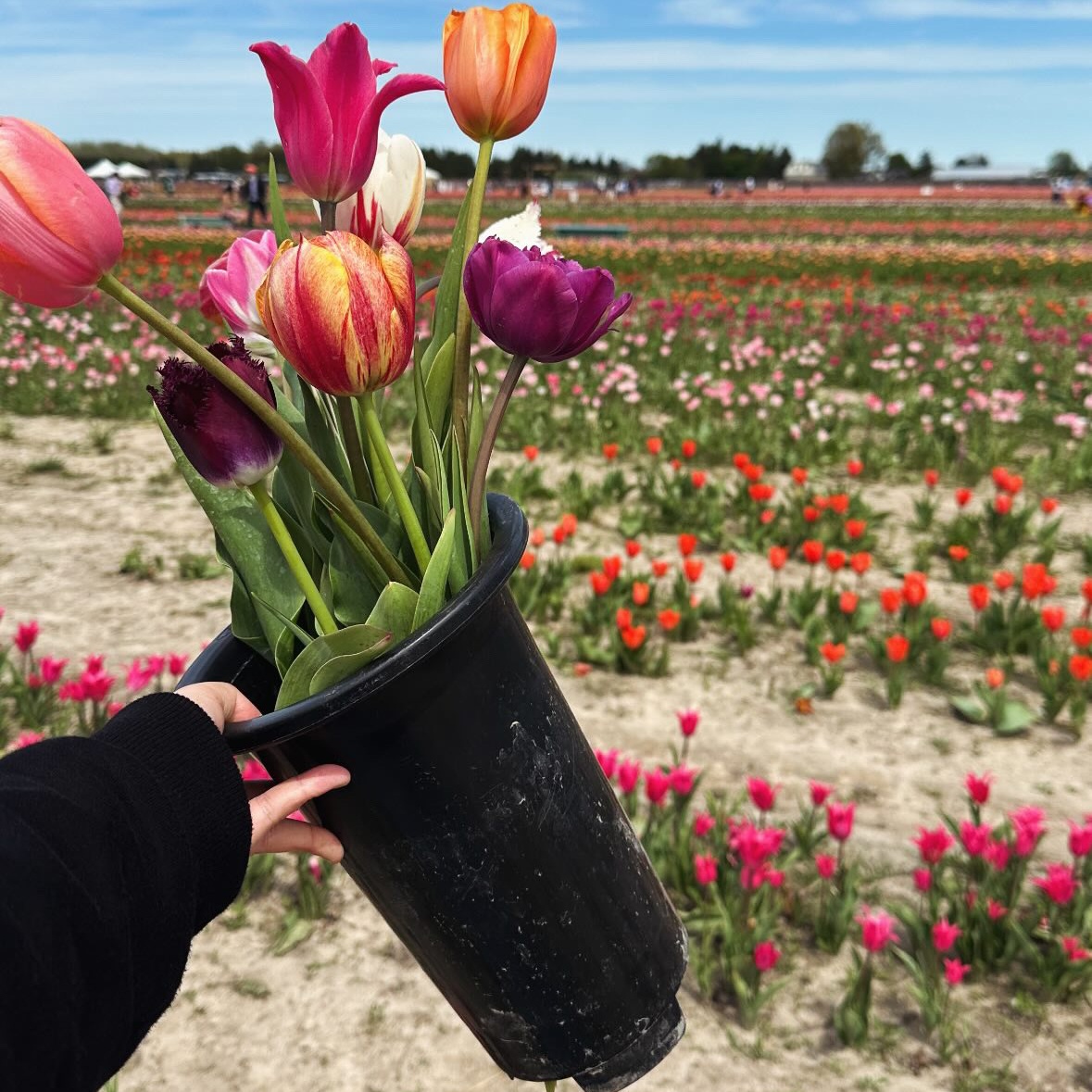 24 fresh tulips