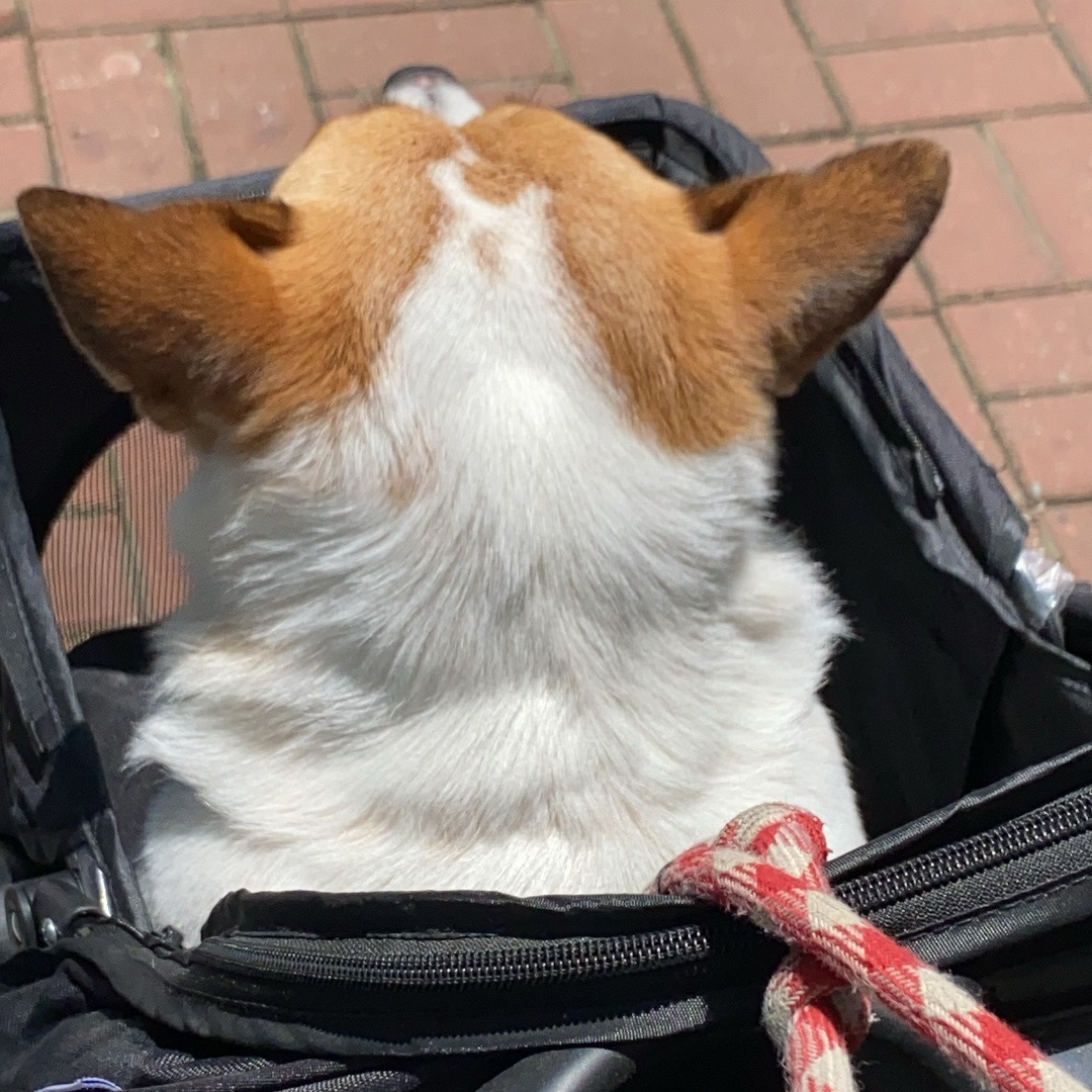 64 corgi stroller