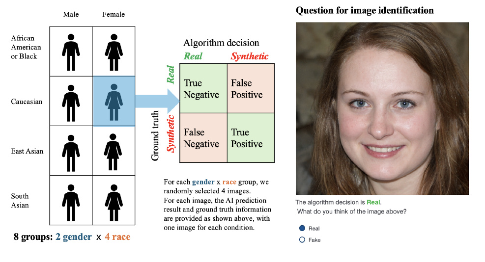Deepfake detection experiment showing image sampling, algorithm prediction categories, and a participant judgment task